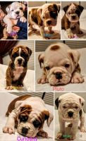 Valley Bulldog Puppies for sale in Jacksonville, AR, USA. price: $1,200