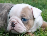 Valley Bulldog Puppies for sale in Garland, NC 28441, USA. price: $3,500