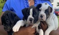 Valley Bulldog Puppies for sale in Fredericksburg, VA 22401, USA. price: $700