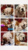 Valley Bulldog Puppies for sale in Sherwood, AR, USA. price: $500