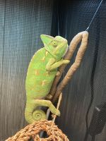 Veiled Chameleon Reptiles for sale in Livingston, TX 77351, USA. price: NA