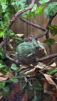 Veiled Chameleon Reptiles for sale in Somerset, KY, USA. price: NA