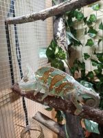 Veiled Chameleon Reptiles for sale in Mt Vernon, TX 75457, USA. price: NA