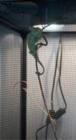 Veiled Chameleon Reptiles for sale in Loganville, GA 30052, USA. price: NA