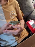 Veiled Chameleon Reptiles for sale in Charlotte, NC, USA. price: NA