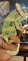 Veiled Chameleon Reptiles for sale in 94-41 43rd Avenue, Queens, NY 11373, USA. price: NA