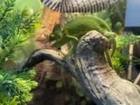 Veiled Chameleon Reptiles for sale in Herndon, VA 20171, USA. price: NA