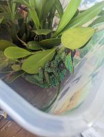 Veiled Chameleon Reptiles for sale in Bonita Springs, FL, USA. price: $100