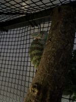 Veiled Chameleon Reptiles Photos