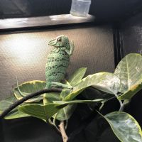 Veiled Chameleon Reptiles Photos