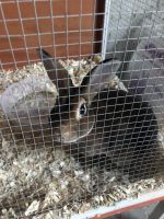 Velveteen Lop Rabbits for sale in O'Fallon, MO, USA. price: NA