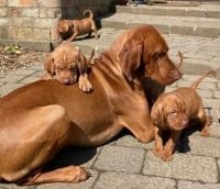 Vizsla Puppies for sale in Descanso, CA 91916, USA. price: NA