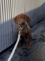 Vizsla Puppies for sale in East Freetown, Freetown, MA, USA. price: NA