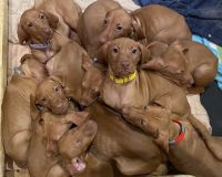 Vizsla Puppies for sale in Minneapolis, MN, USA. price: NA