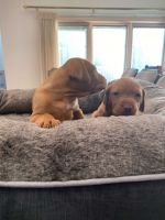 Vizsla Puppies for sale in 1011 Paper Mill Rd, Bloomsburg, PA 17815, USA. price: NA
