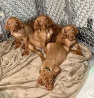 Vizsla Puppies for sale in Salisbury, MD 21804, USA. price: NA