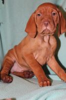 Vizsla Puppies for sale in Hull, IA 51239, USA. price: NA