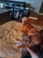 Vizsla Puppies for sale in Lubbock, TX, USA. price: NA