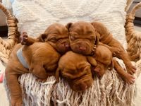 Vizsla Puppies for sale in Melba, ID 83641, USA. price: NA