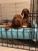 Vizsla Puppies for sale in Castle Rock, CO 80108, USA. price: NA