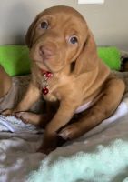 Vizsla Puppies for sale in Omaha, NE, USA. price: $1,000