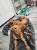 Vizsla Puppies for sale in South Salt Lake, UT, USA. price: $400