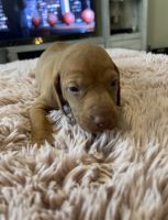 Vizsla Puppies for sale in Salisbury, MD 21804, USA. price: $1,000