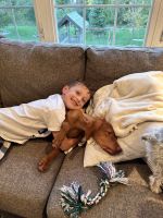 Vizsla Puppies for sale in Sioux Falls, SD, USA. price: $1,000