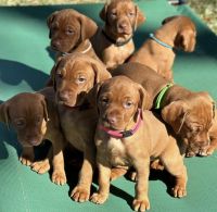 Vizsla Puppies for sale in Providence, Rhode Island. price: NA