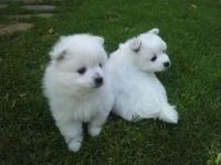Volpino Italiano Puppies for sale in Washington, DC, USA. price: NA