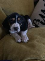 Walker Hound Puppies for sale in 12786 Dennis Dr, Caldwell, ID 83607, USA. price: NA