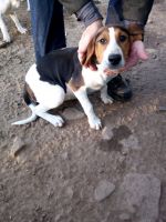 Walker Hound Puppies for sale in Punxsutawney, PA 15767, USA. price: NA