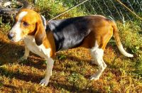 Walker Hound Puppies for sale in Moore, SC, USA. price: NA