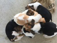 Walker Hound Puppies for sale in Bolivia, NC 28422, USA. price: NA