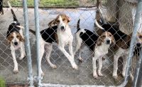 Walker Hound Puppies for sale in Bolivia, NC 28422, USA. price: NA