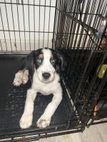 Walker Hound Puppies for sale in Fayetteville, NC, USA. price: NA