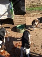 Walker Hound Puppies for sale in Hoskinston, KY, USA. price: NA
