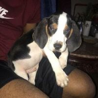 Walker Hound Puppies for sale in Port Washington, NY, USA. price: NA