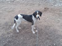 Walker Hound Puppies for sale in Cotopaxi, CO 81223, USA. price: NA