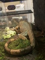 Water monitor Reptiles for sale in San Tan Valley, AZ, USA. price: $100,200