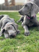 Weimaraner Puppies for sale in Chicago, IL, USA. price: NA
