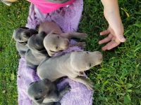 Weimaraner Puppies for sale in Chicago, IL 60620, USA. price: NA