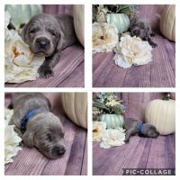 Weimaraner Puppies for sale in Clintwood, VA 24228, USA. price: NA