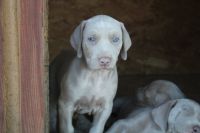 Weimaraner Puppies for sale in Midlothian, TX 76065, USA. price: NA