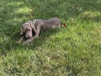 Weimaraner Puppies for sale in Bowie, MD 20721, USA. price: NA