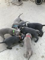 Weimaraner Puppies for sale in Commerce City, CO, USA. price: NA
