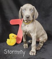 Weimaraner Puppies for sale in Nacogdoches, TX, USA. price: NA