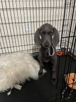 Weimaraner Puppies for sale in Pembroke Pines, FL, USA. price: NA