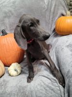 Weimaraner Puppies for sale in Athens, OH 45701, USA. price: NA
