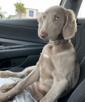 Weimaraner Puppies for sale in Lake Wales, FL, USA. price: NA